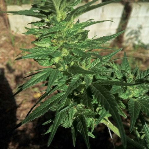 Genética desconhecida growlog timeline photo