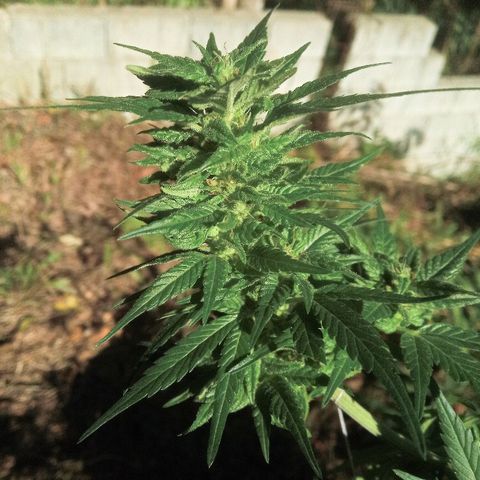 Genética desconhecida growlog timeline photo