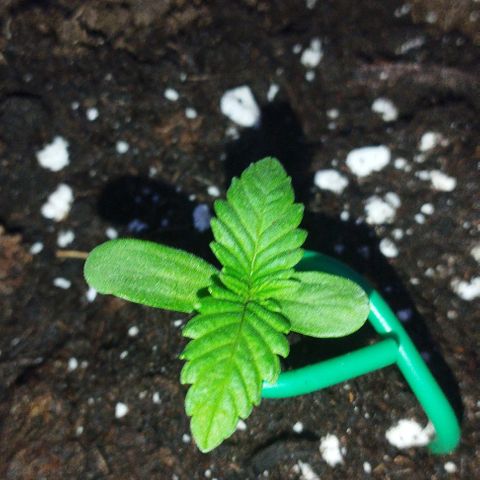 Amnesia Haze auto growlog timeline photo