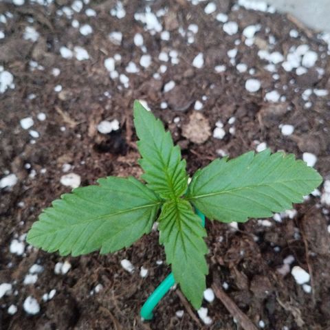 Amnesia Haze auto growlog timeline photo