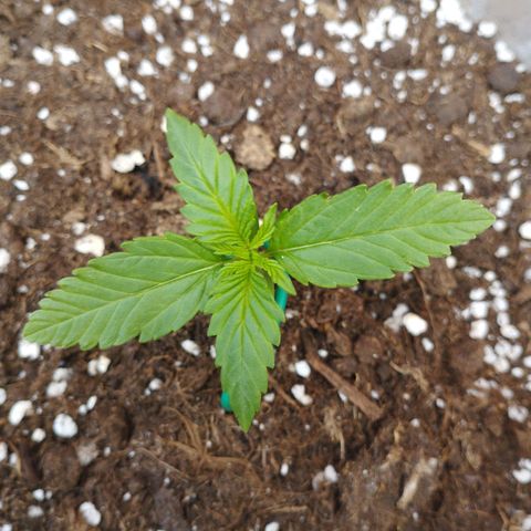 Amnesia Haze auto growlog timeline photo