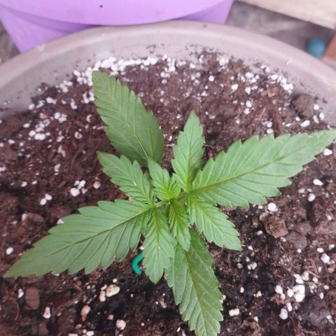 Amnesia Haze auto growlog timeline photo