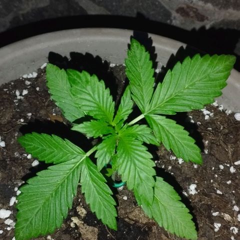 Amnesia Haze auto growlog timeline photo