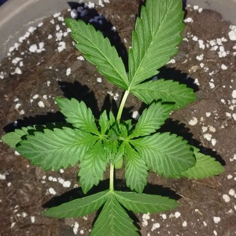 Amnesia Haze auto growlog timeline photo