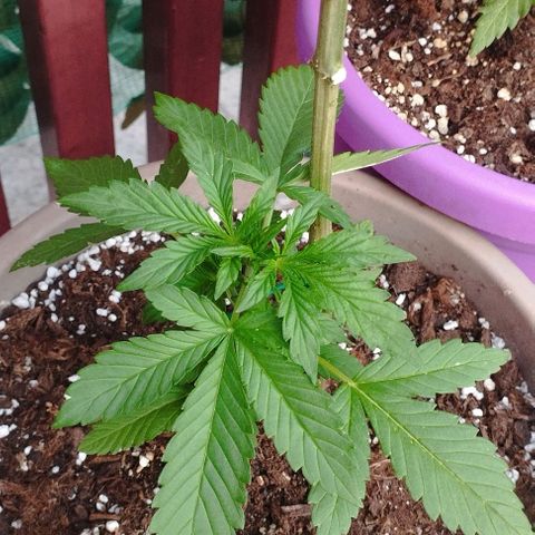 Amnesia Haze auto growlog timeline photo