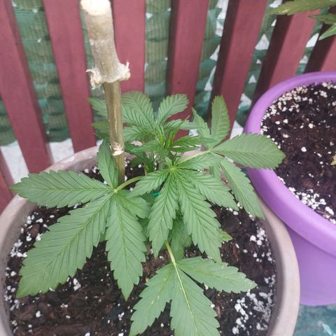 Amnesia Haze auto growlog timeline photo