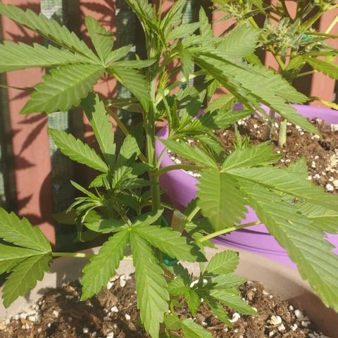Amnesia Haze auto growlog timeline photo