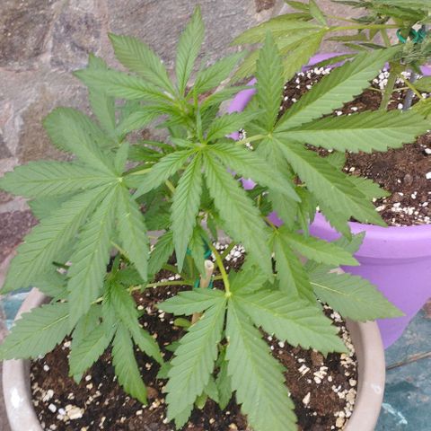Amnesia Haze auto growlog timeline photo