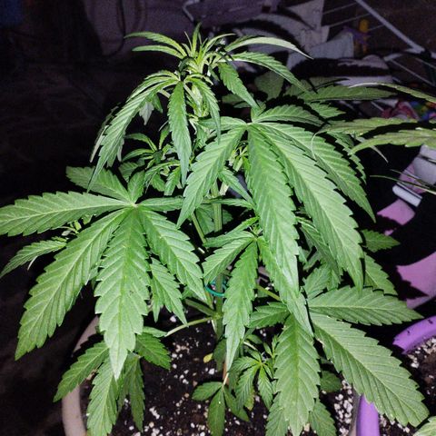 Amnesia Haze auto growlog timeline photo