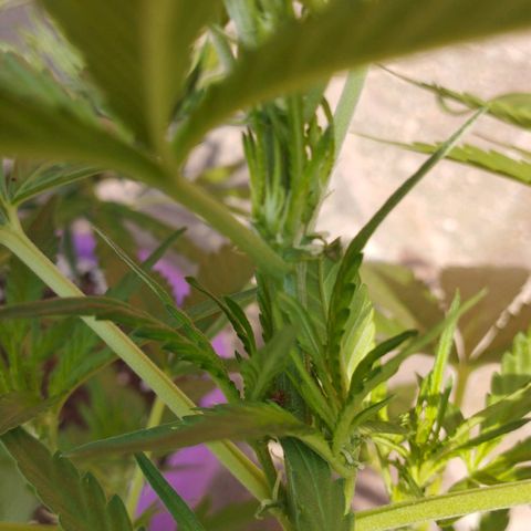 Amnesia Haze auto growlog timeline photo