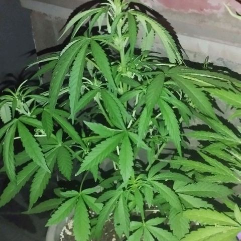 Amnesia Haze auto growlog timeline photo