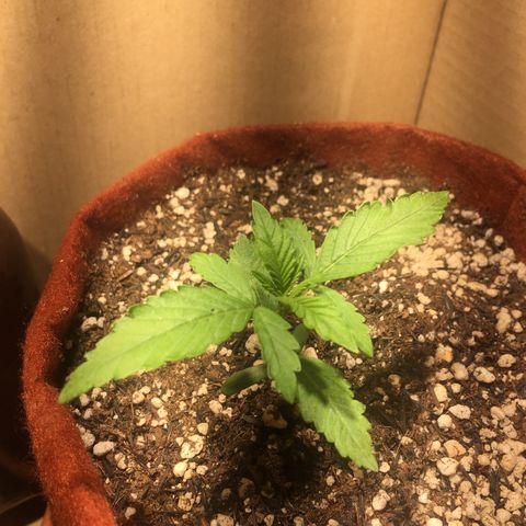 Pirulito growlog timeline photo
