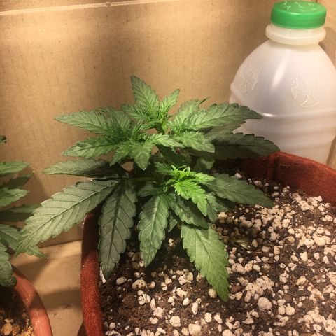 Pirulito growlog timeline photo