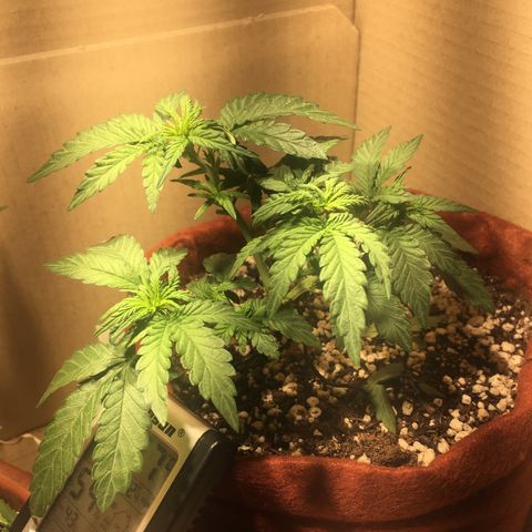 Pirulito growlog timeline photo
