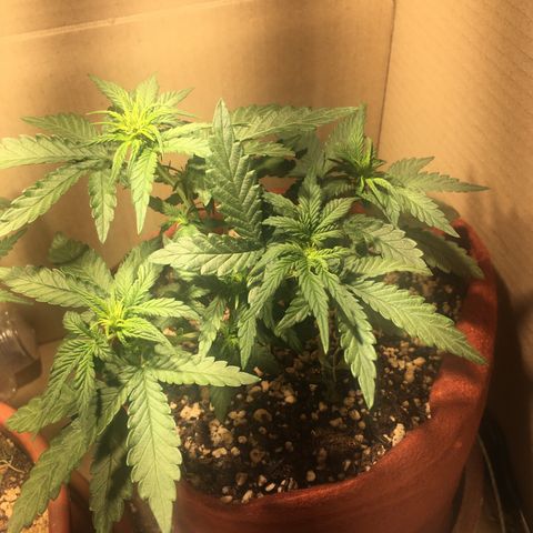 Pirulito growlog timeline photo