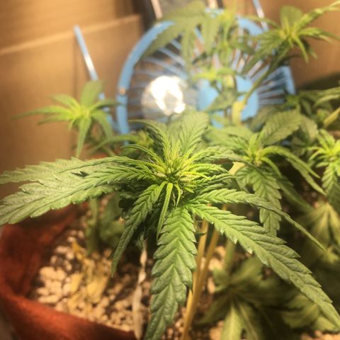 Pirulito growlog timeline photo