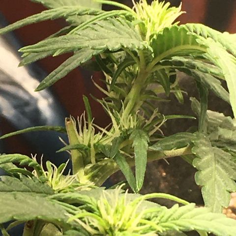 Pirulito growlog timeline photo