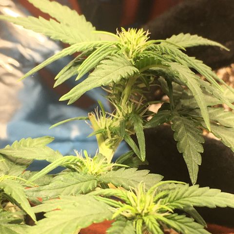 Pirulito growlog timeline photo