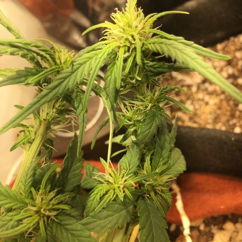 Pirulito growlog timeline photo