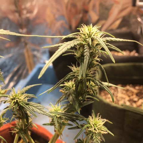 Pirulito growlog timeline photo