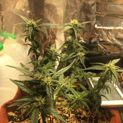 Pirulito growlog timeline photo