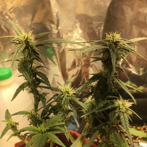 Pirulito growlog timeline photo