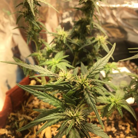 Pirulito growlog timeline photo