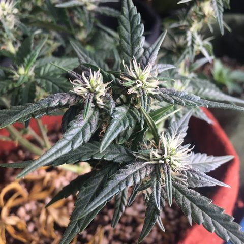 Pirulito growlog timeline photo