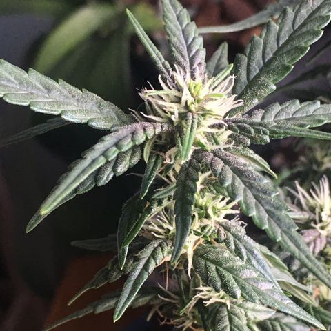 Pirulito growlog timeline photo