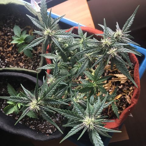 Pirulito growlog timeline photo