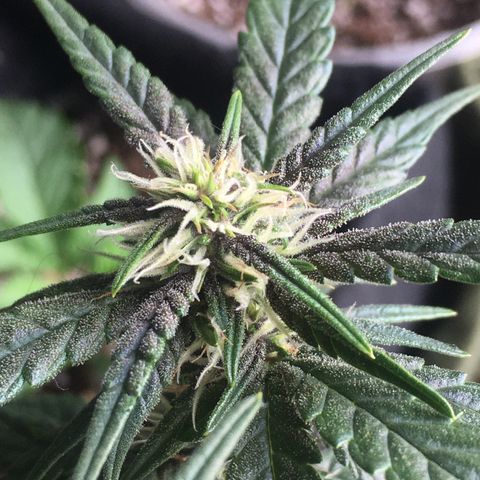 Pirulito growlog timeline photo