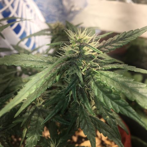 Pirulito growlog timeline photo