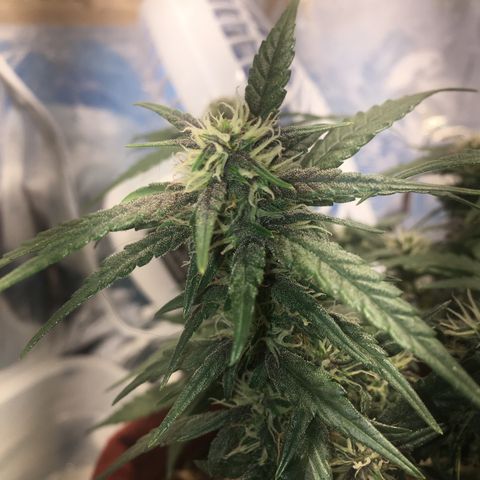Pirulito growlog timeline photo