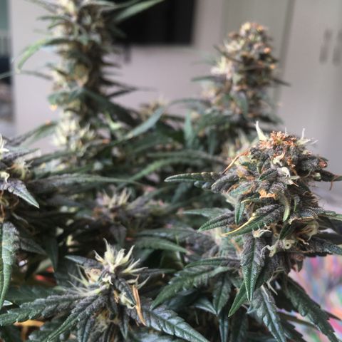 Pirulito growlog timeline photo