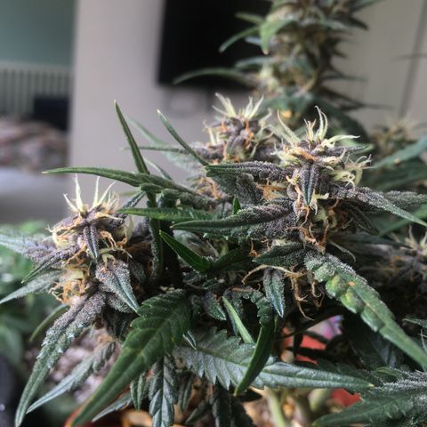 Pirulito growlog timeline photo