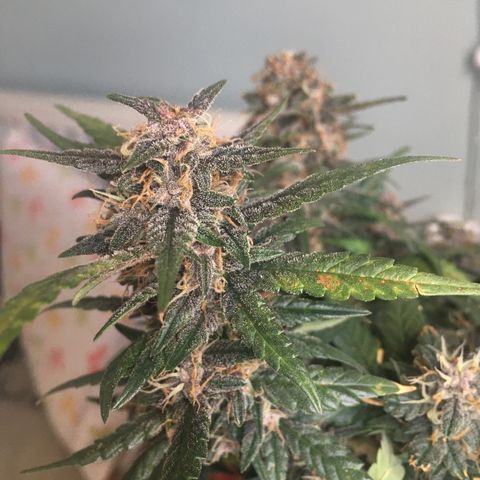 Pirulito growlog timeline photo