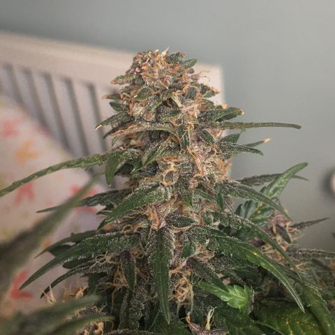 Pirulito growlog timeline photo