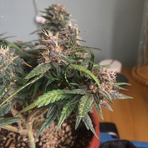 Pirulito growlog timeline photo