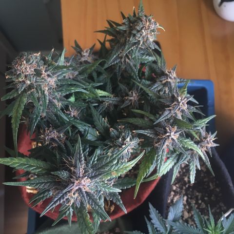 Pirulito growlog timeline photo