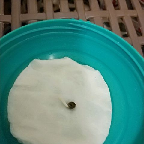 AutoEuforia growlog photo