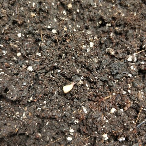 AutoEuforia growlog photo