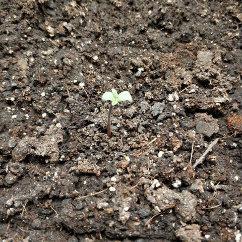 AutoEuforia growlog photo