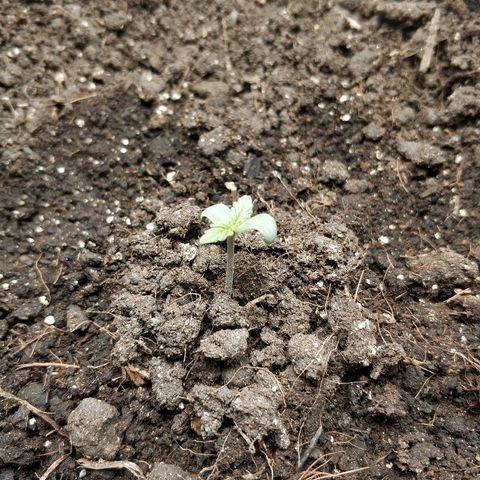 AutoEuforia growlog photo