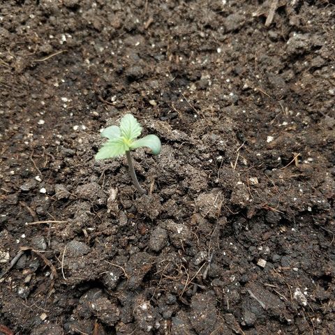AutoEuforia growlog photo