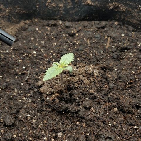 AutoEuforia growlog timeline photo