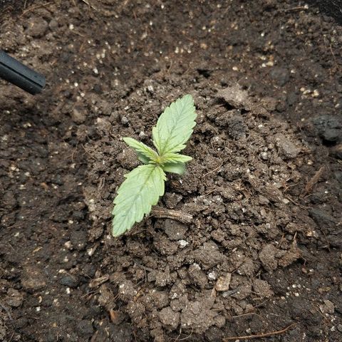 AutoEuforia growlog timeline photo