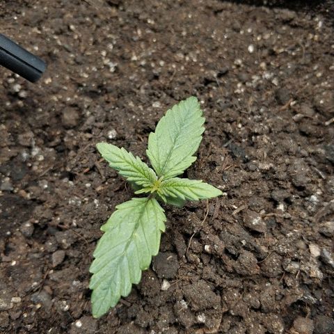 AutoEuforia growlog timeline photo