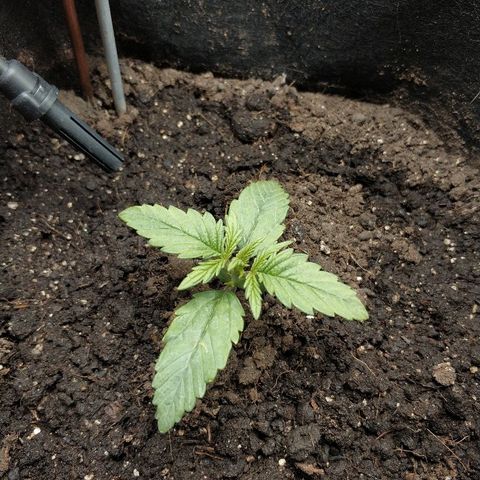 AutoEuforia growlog timeline photo