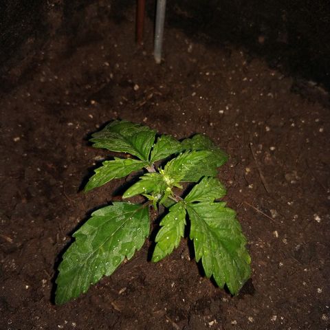 AutoEuforia growlog photo: Переехала в гроутент