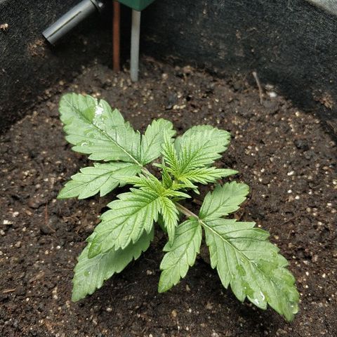 AutoEuforia growlog timeline photo